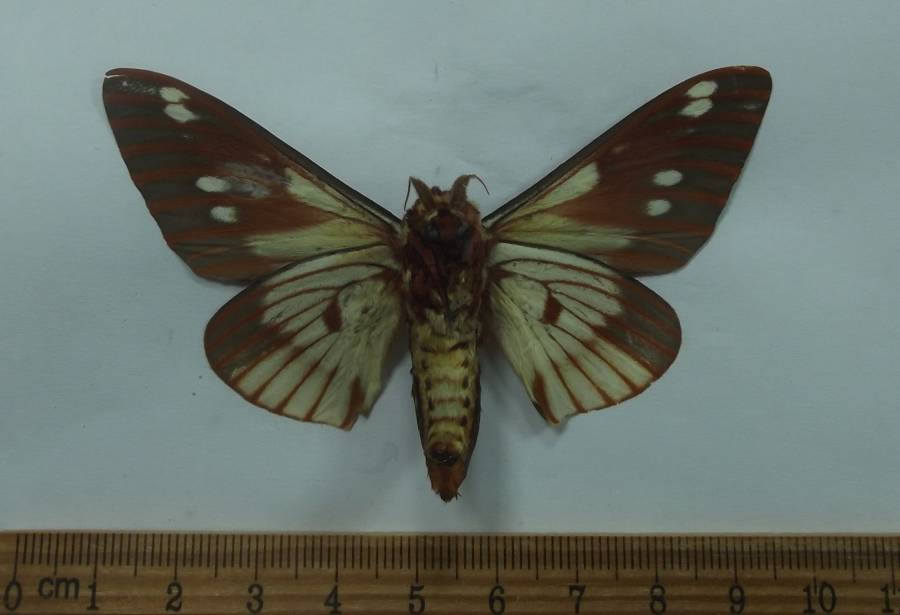 Male - Vetnral View<br>(Origin of the Specimen: Bolivia)