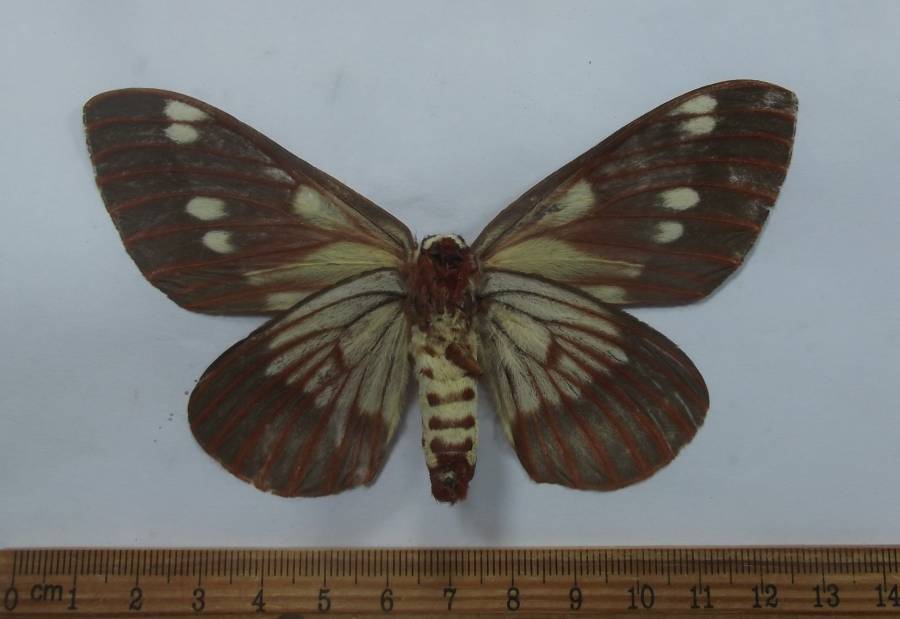 Female - Vetnral View<br>(Origin of the Specimen: Bolivia)