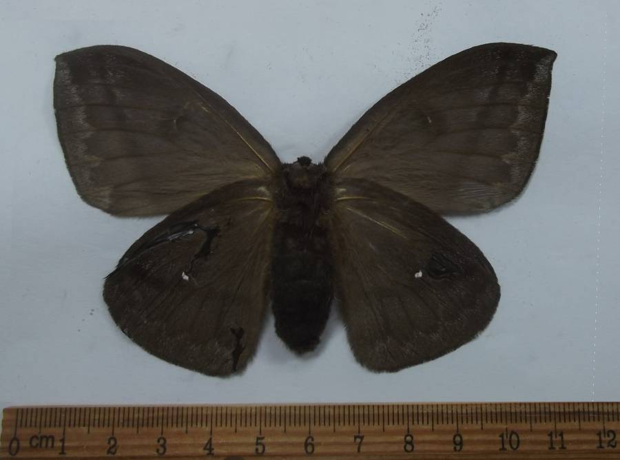 Female - Ventral View<br>(Origin of the Specimen: Ecuador, July 2005)