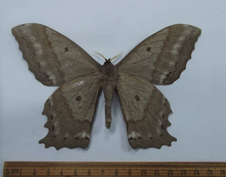 Male - Ventral View<br>(Origin of the Specimen: Bolivia, June 1998)