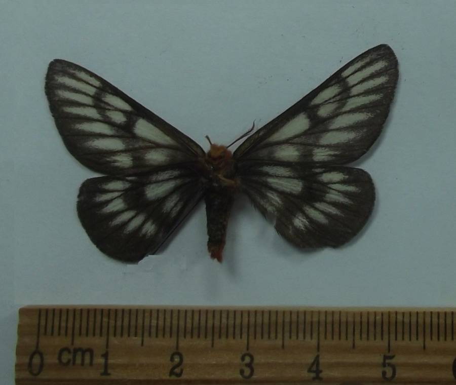Female - Ventral View<br>(Origin of the Specimen: Coconico County, Ariz,  Seot 2017)