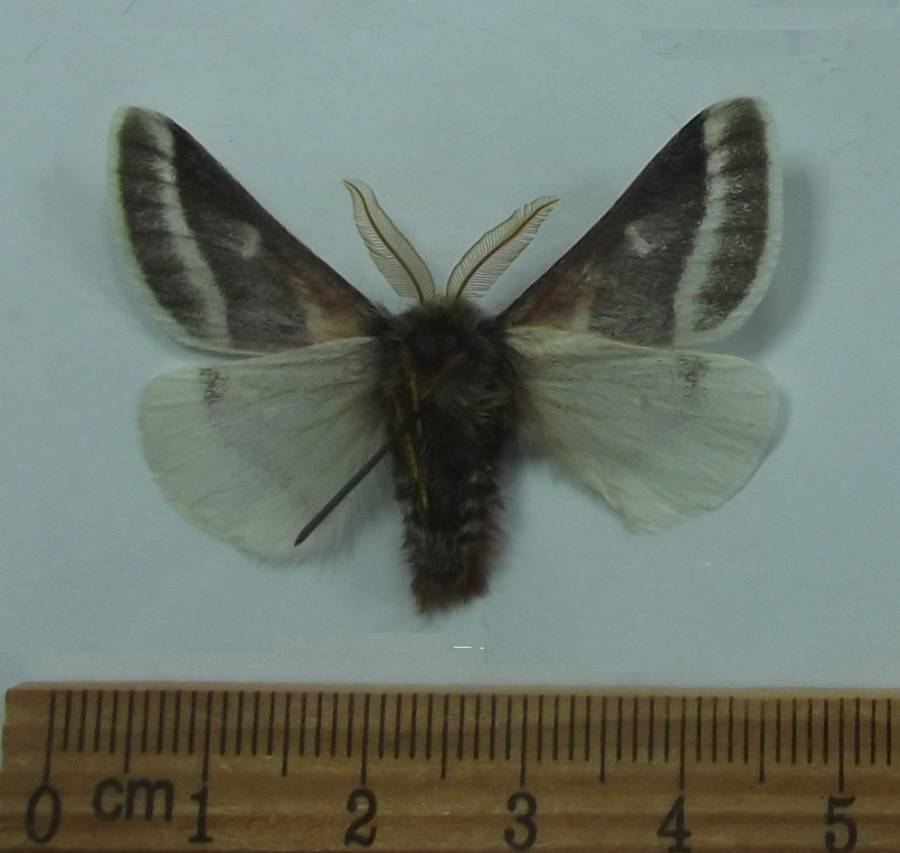 Male - Ventral View<br>(Origin of the Specimen: Patagonia, Arizona, Aug. 2017)