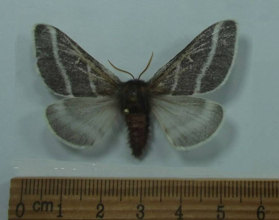 Female -Dorsal View<br>(Origin of the Specimen: Patagonia, Arizona, Aug. 2017)