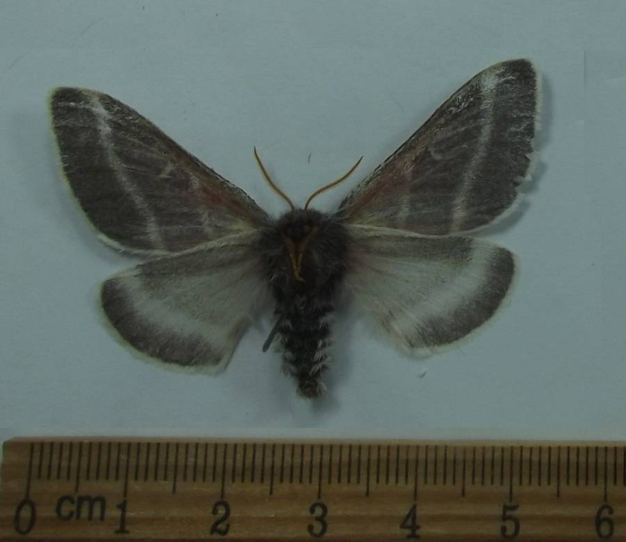 Female - Ventral View<br>(Origin of the Specimen: Patagonia, Arizona, Aug. 2017)
