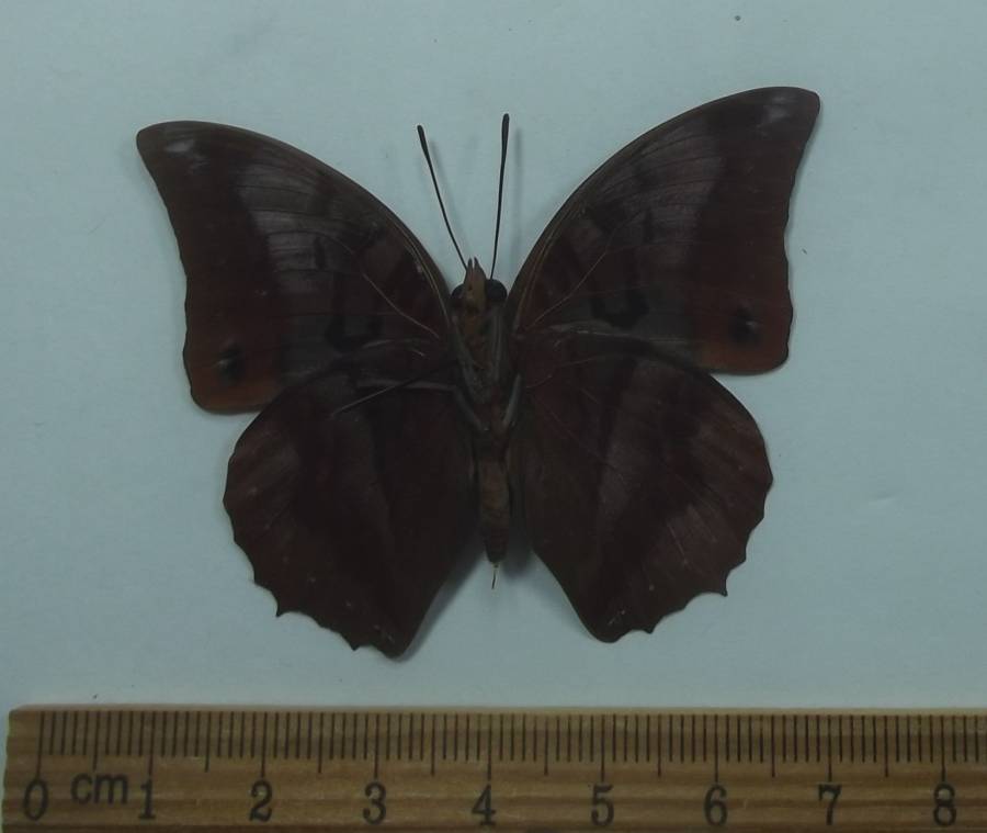 Male - Ventral View<br>(Origin of the Specimen: Watamu, Kenya, June 2012)