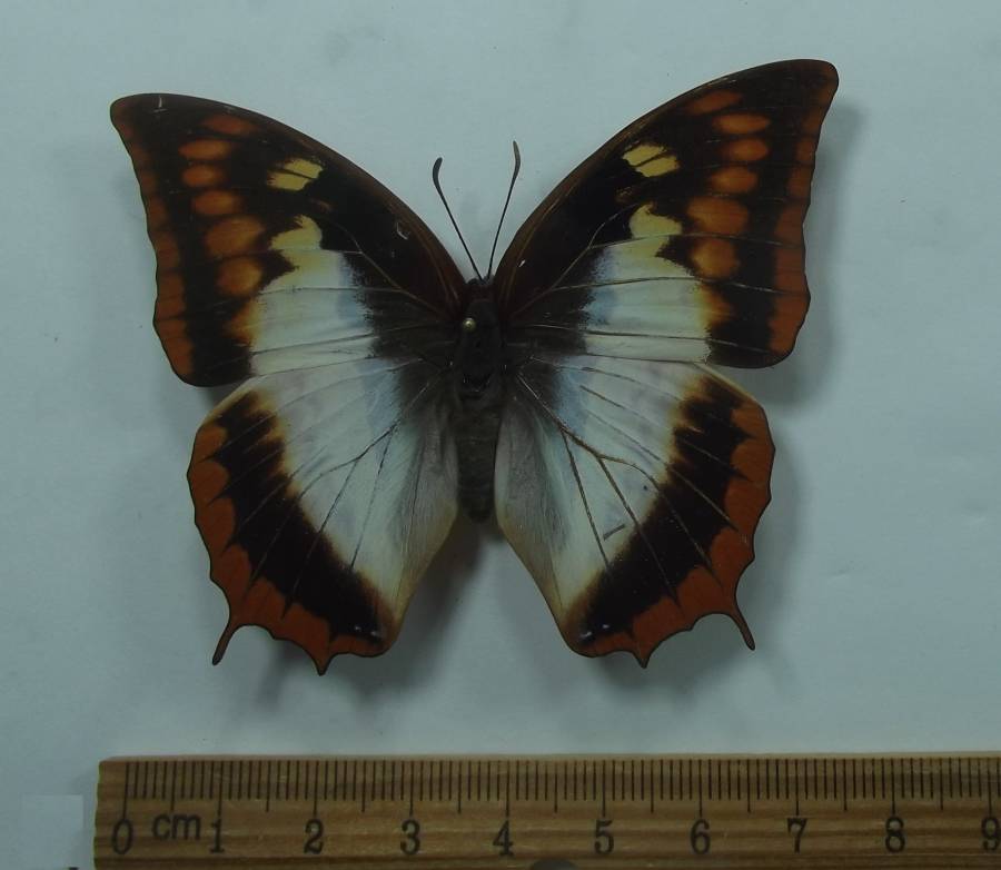 Female -Dorsal View<br>(Origin of the Specimen: Watamu, Kenya, June 2012)