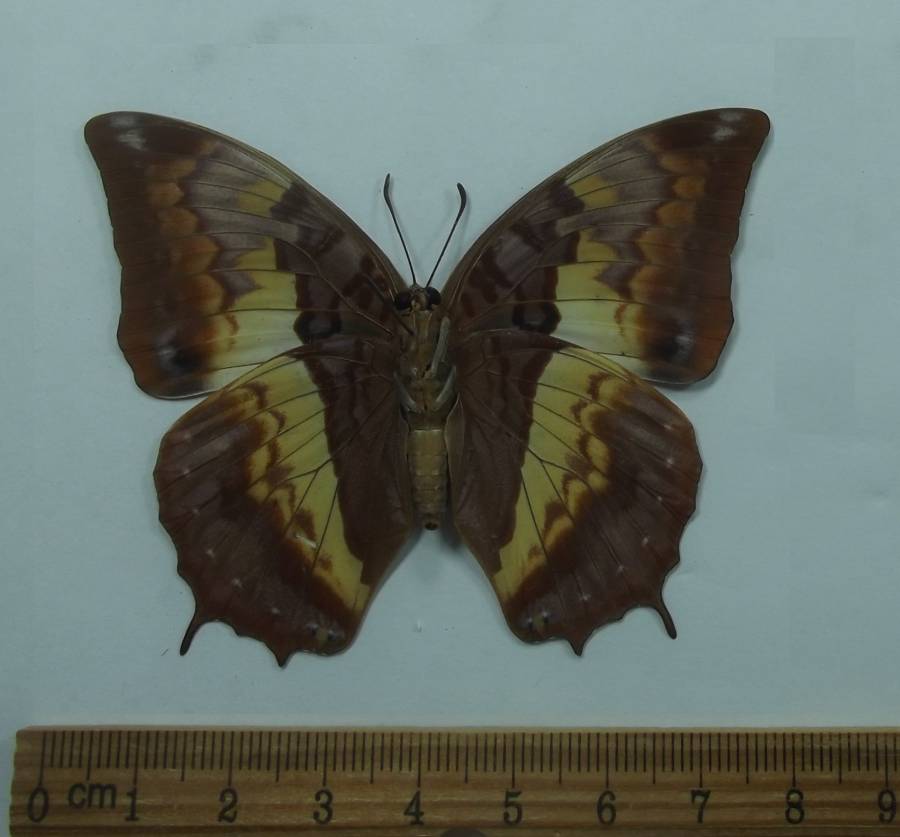 Female - Ventral View<br>(Origin of the Specimen: Watamu, Kenya, June 2012)