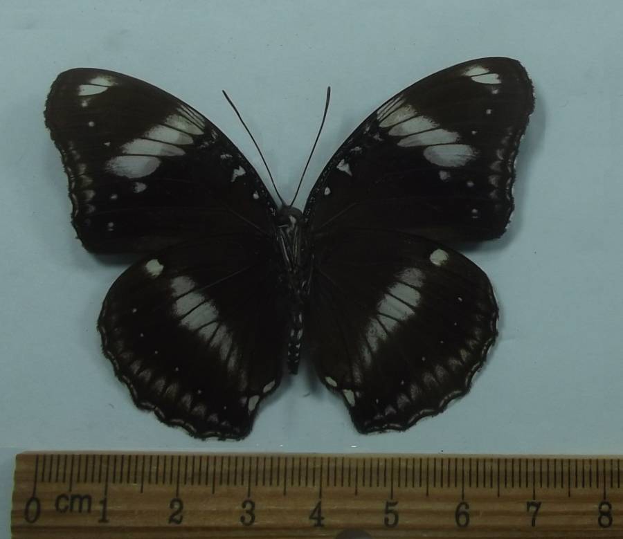 Male -Ventral View<br>(Origin of the Specimen: Luzon, Philippines, Nov 23, 2008)