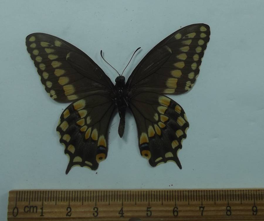 Male - Ventral View<br>(Origin of the Specimen: Veraceruz, Aug 12, 2002)