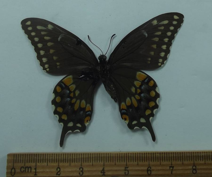 Female - Ventral View<br>(Origin of the Specimen: Veraceruz, Aug 12, 2002)