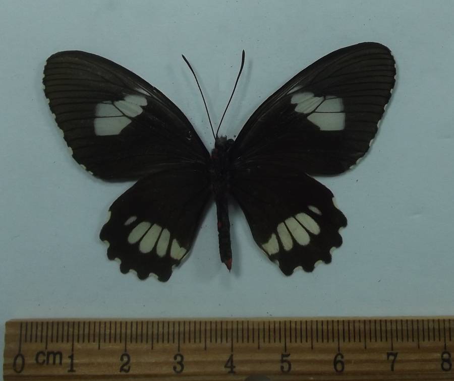 Female - Ventral View<br>(Origin of the Specimen: San Martin, Peru, April 2009)