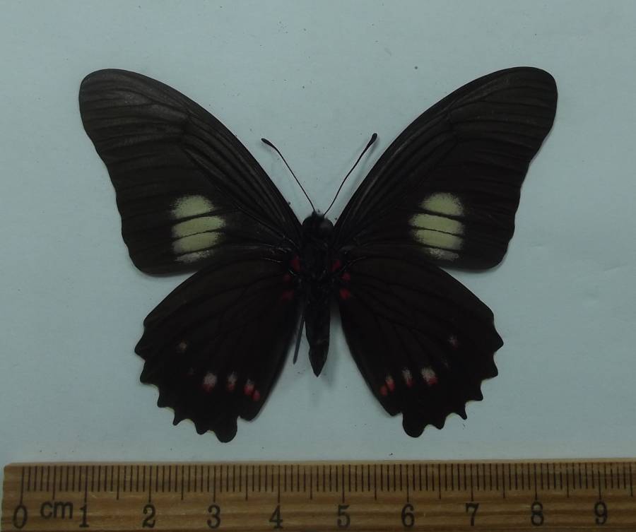 Male - Ventral View<br>(Origin of the Specimen: San Martin, Peru, Aprl 2009)