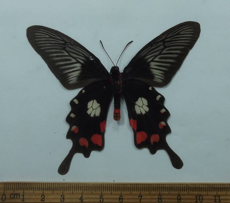 Male - Ventral View<br>(Origin of the Specimen: Sorsogon, Luzon, May 1999)