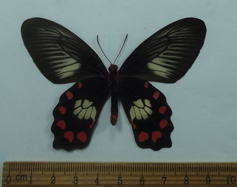 Female - Ventral View<br>(Origin of the Specimen: Ceram Isle, July 6, 2005)