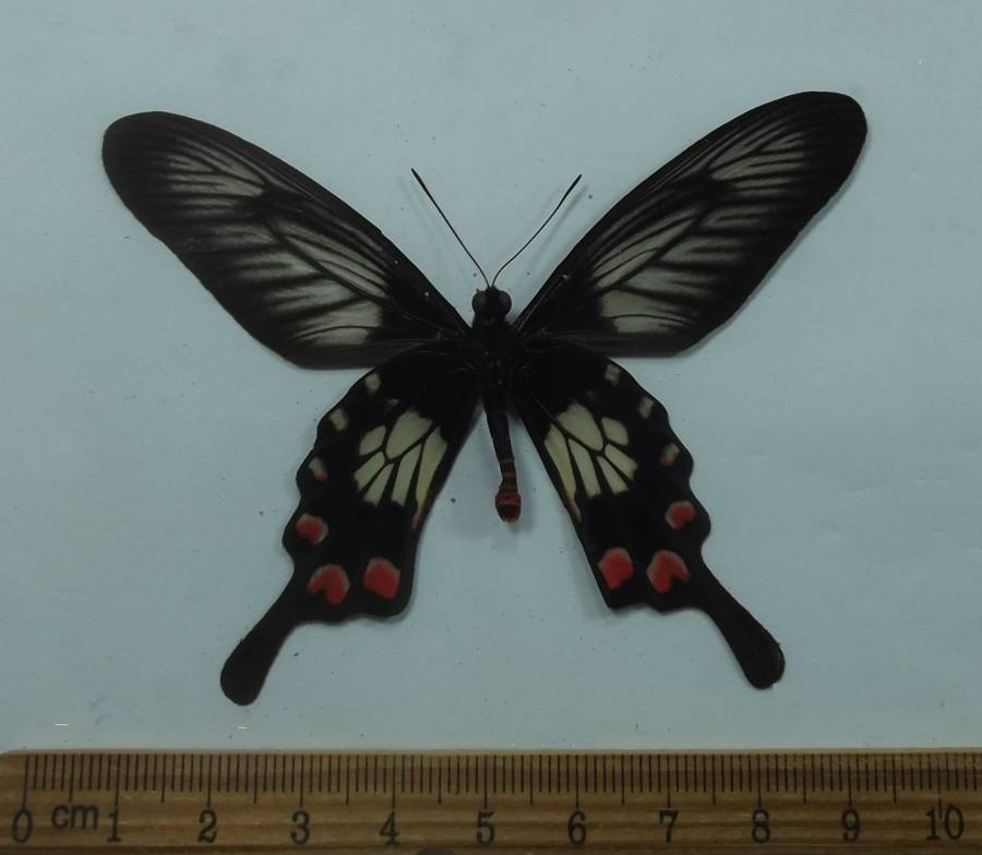 Male - Vetnral View<br>(Origin of the Specimen: Taliabua Isle, May 1998)