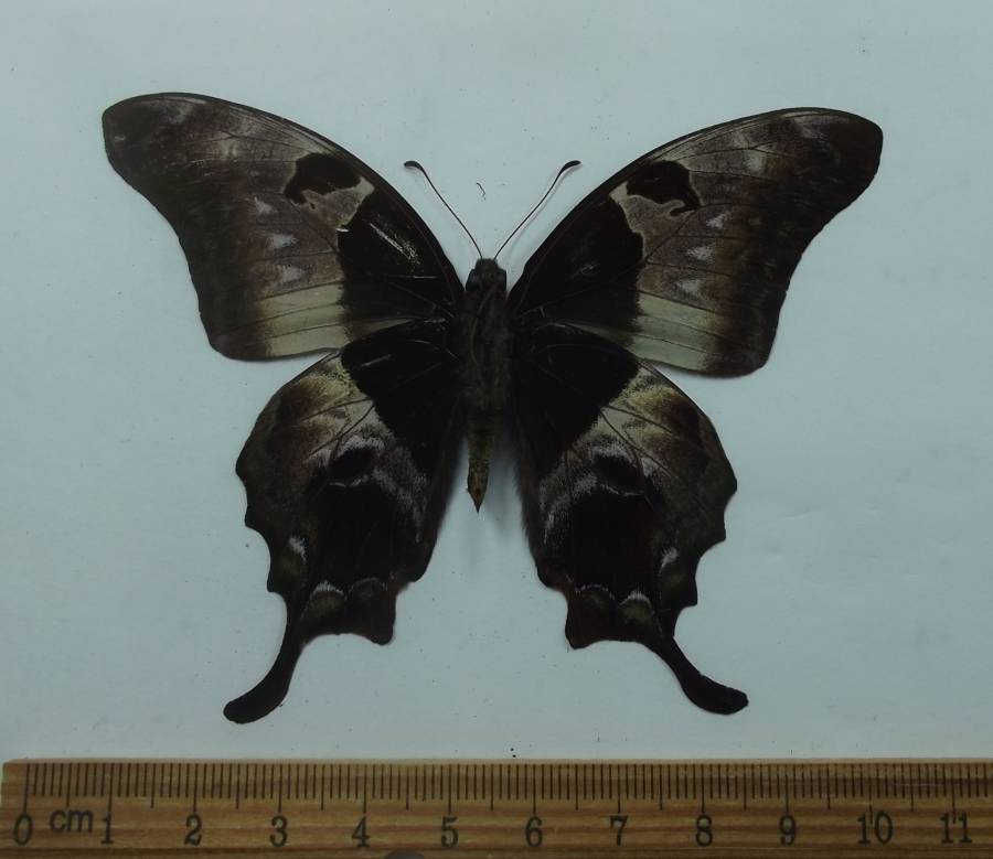 Male - Vetnral View<br>(Origin of the Specimen: Vietnam, Aug,. 1993)