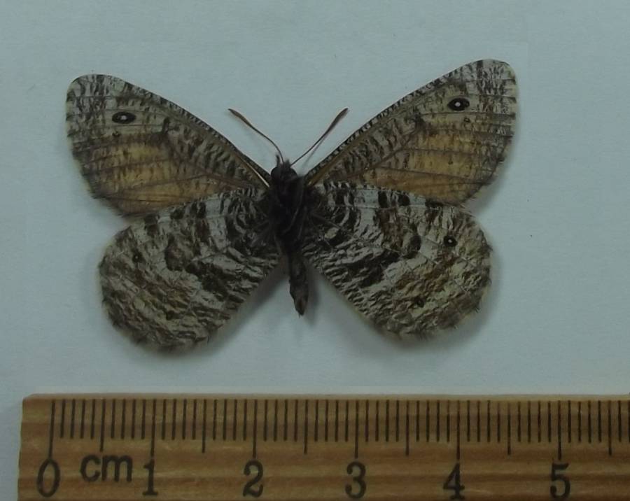 Male - Ventral View<br>(Origin of the Specimen: Hot Springs, South Dakota, 2018)