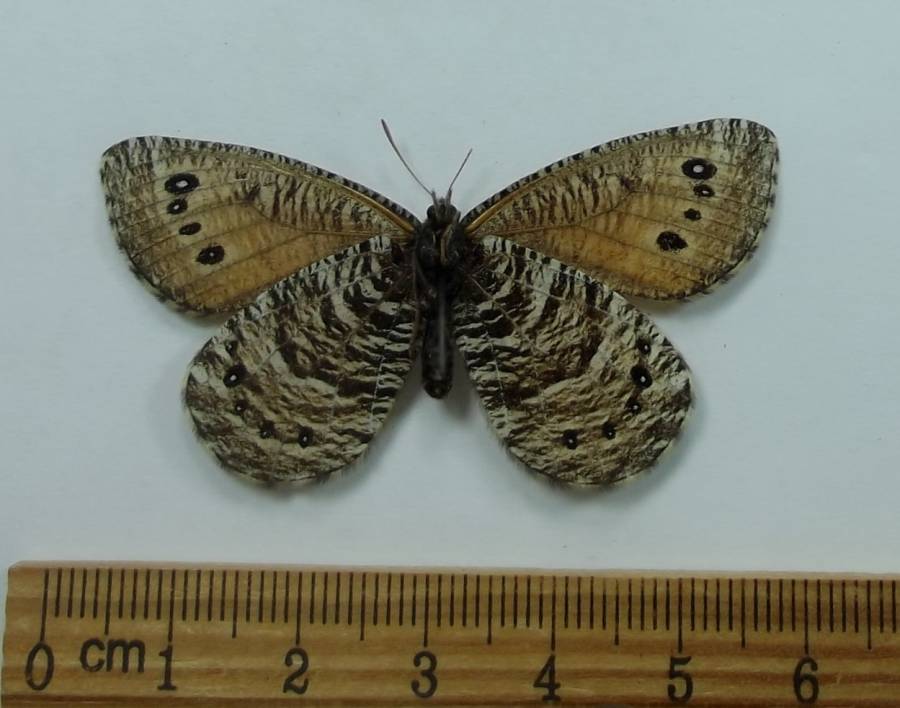 Female - Ventral View<br>(Origin of the Specimen: Hot Springs, South Dakota, 2018)