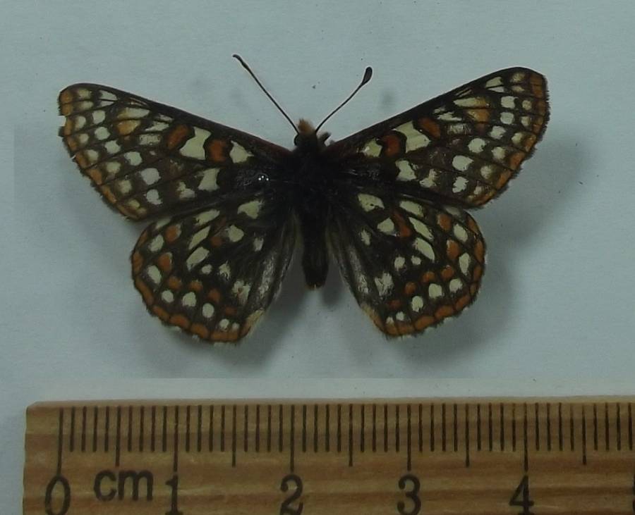 Female -Dorsal View<br>(Origin of the Specimen: Hot Springs, South Dakota, 2017)