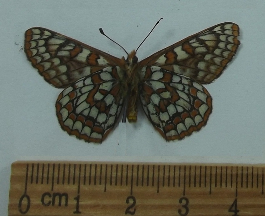 Female -Ventral View<br>(Origin of the Specimen: Hot Springs, South Dakota, 2017)