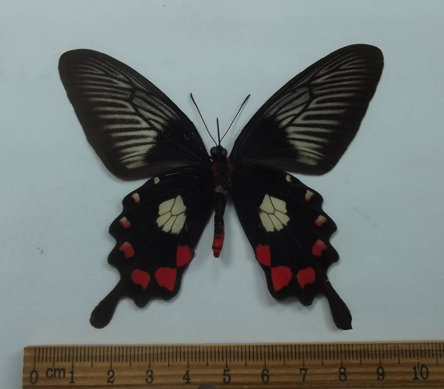 Male - Ventral View<br>(Origin of the Specimen: Bulwan, Camarines, Luzon, Nov. 2018)