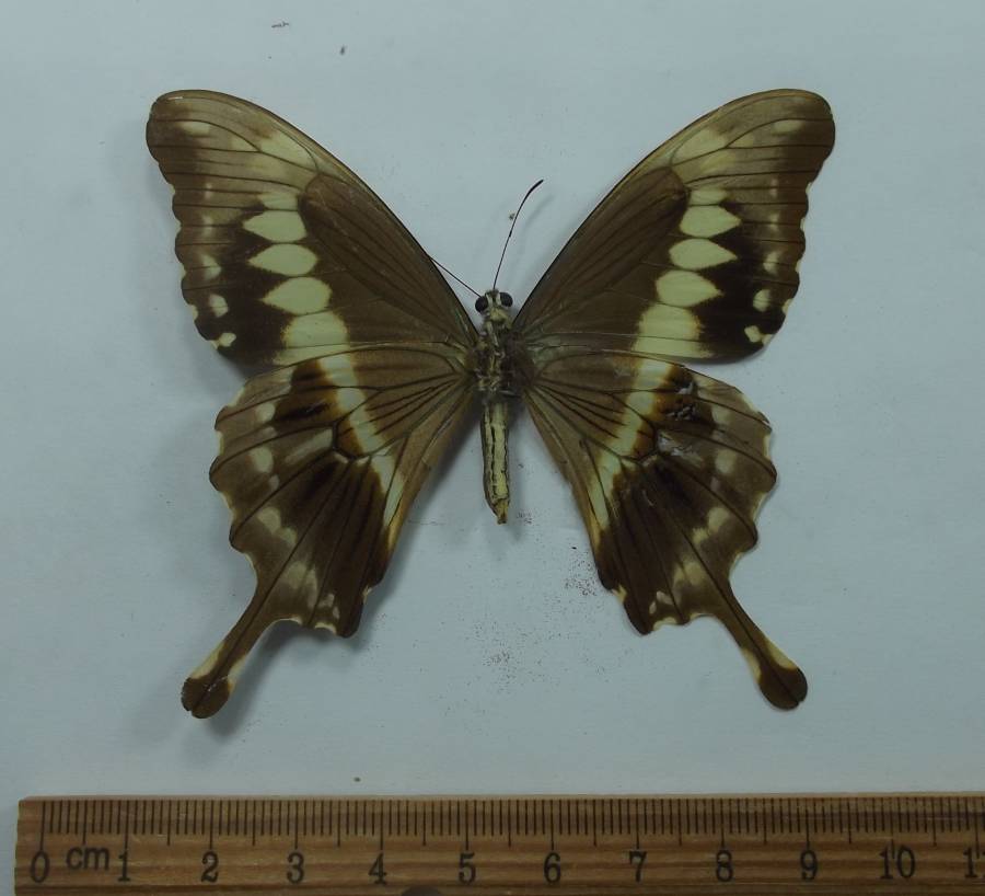 Female - Vetnral<br>(Origin of the Specimen: Uganda, Feb. 1994)