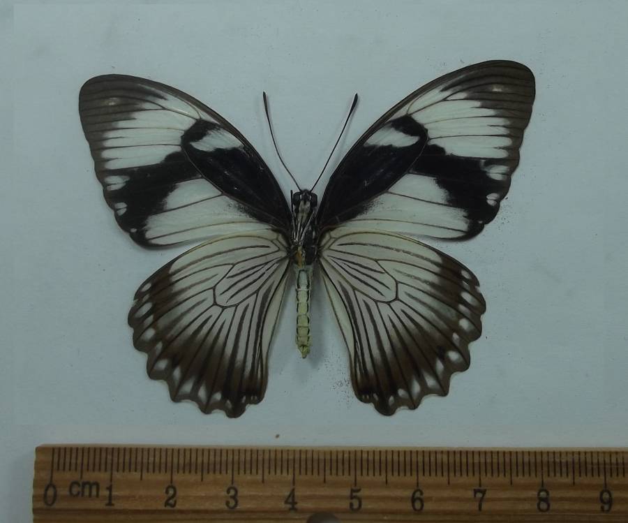 Female - Vetnral View<br>(Origin of the Specimen: Kenya, Aug. 2009)