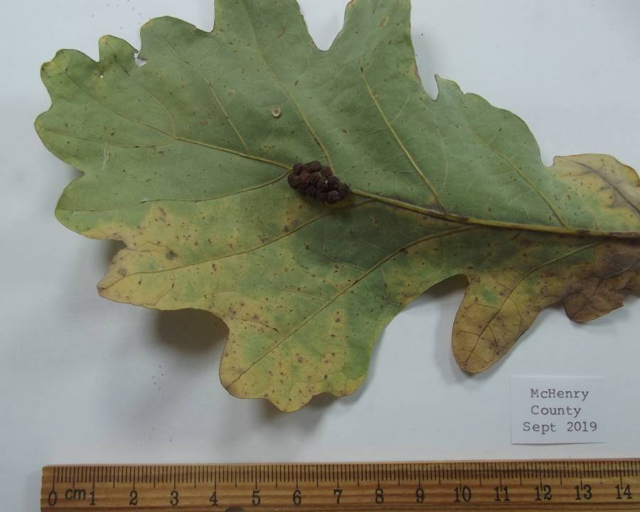Closer View<br>(Origin of the Specimen: Mchenry, Illinois, Fall,  2019)