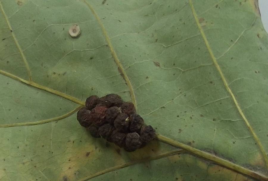 Very very close View<br>(Origin of the Specimen: Mchenry, Illinois, Fall,  2019)