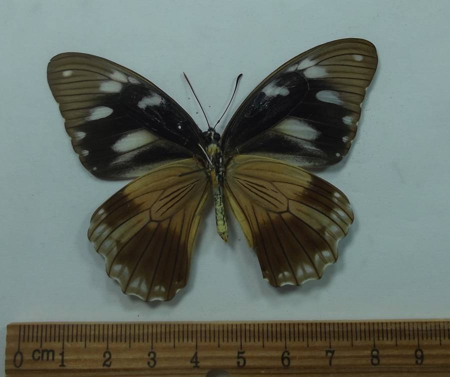 Female - Ventral View<br>(Origin of the Specimen: Uganda, Dec. 1998)