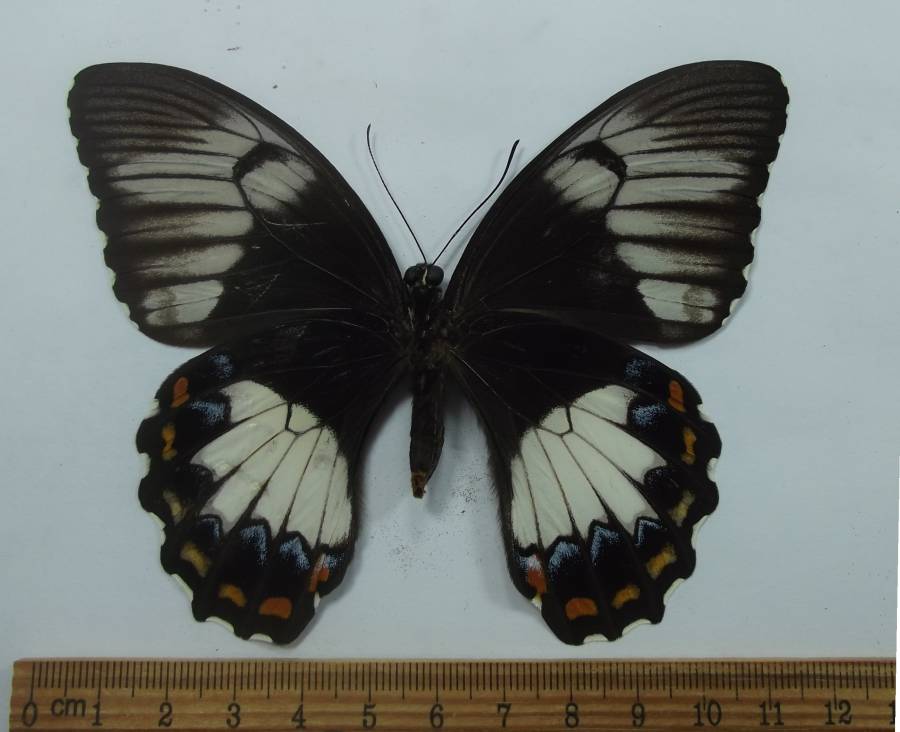Ventral View - Female Form<br>(Origin of the Specimen: Misool Island, July 1999)