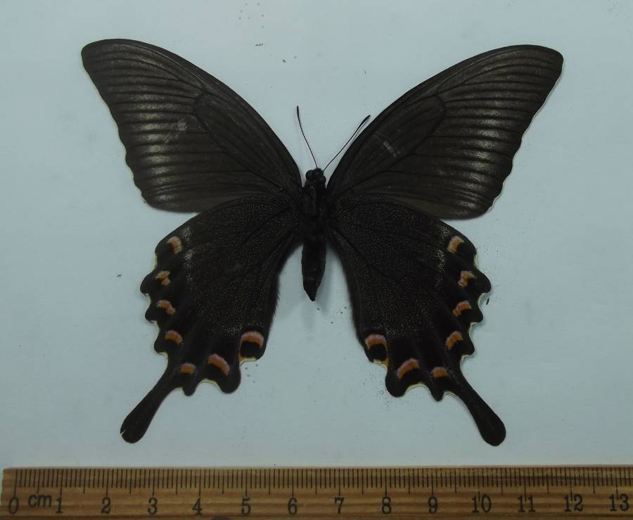 Female - Ventral<br>(Origin of the Specimen: Primorye, Russia, Aug,23, 1999)