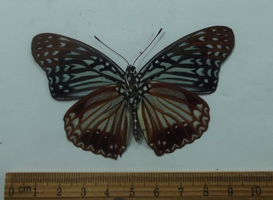 Male - Ventral View<br>(Origin of the Specimen: Vietnam, April 1994)