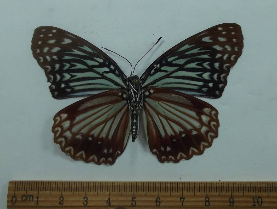 Female - Ventral View<br>(Origin of the Specimen: Vietnam, April 1994)