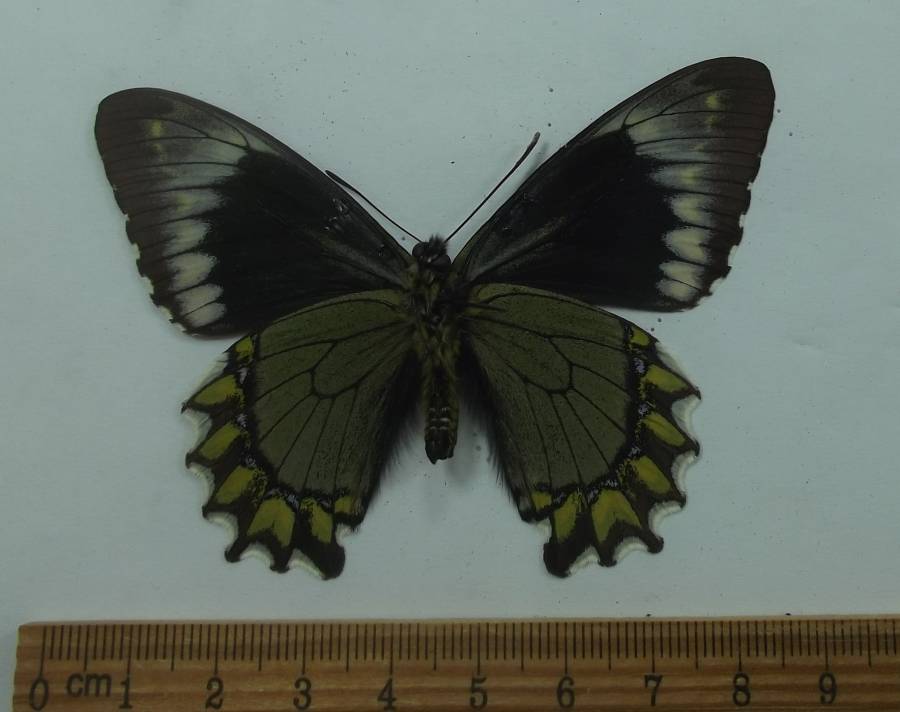 Male - Ventral View<br>(Origin of the Specimen: Peru,  Ded. 2009)