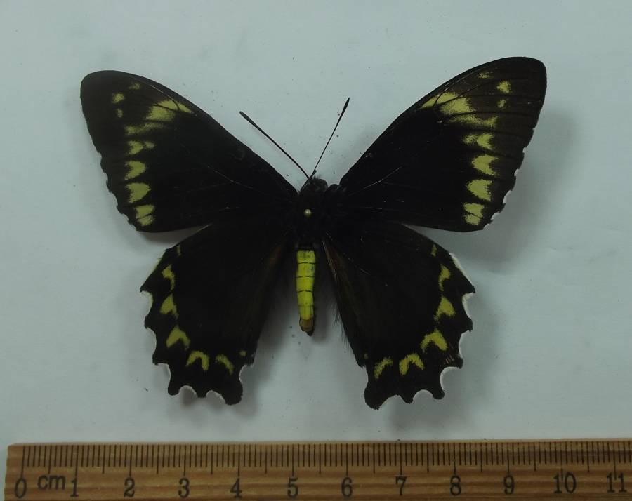 Female - Dorsal View<br>(Origin of the Specimen: Peru,  Ded. 2009)