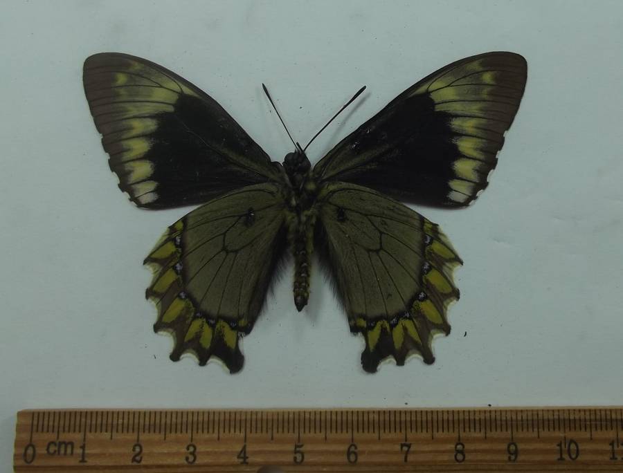 Female - Ventral View<br>(Origin of the Specimen: Peru,  Ded. 2009)