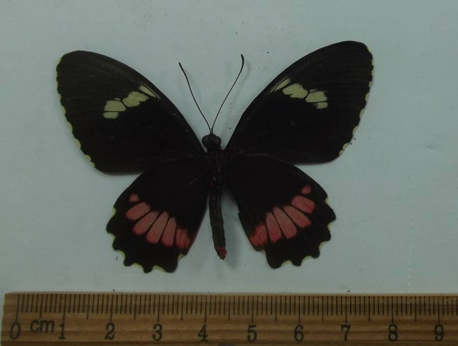 Female - Ventral View<br>(Origin of the Specimen: Guerrero, July 1998)