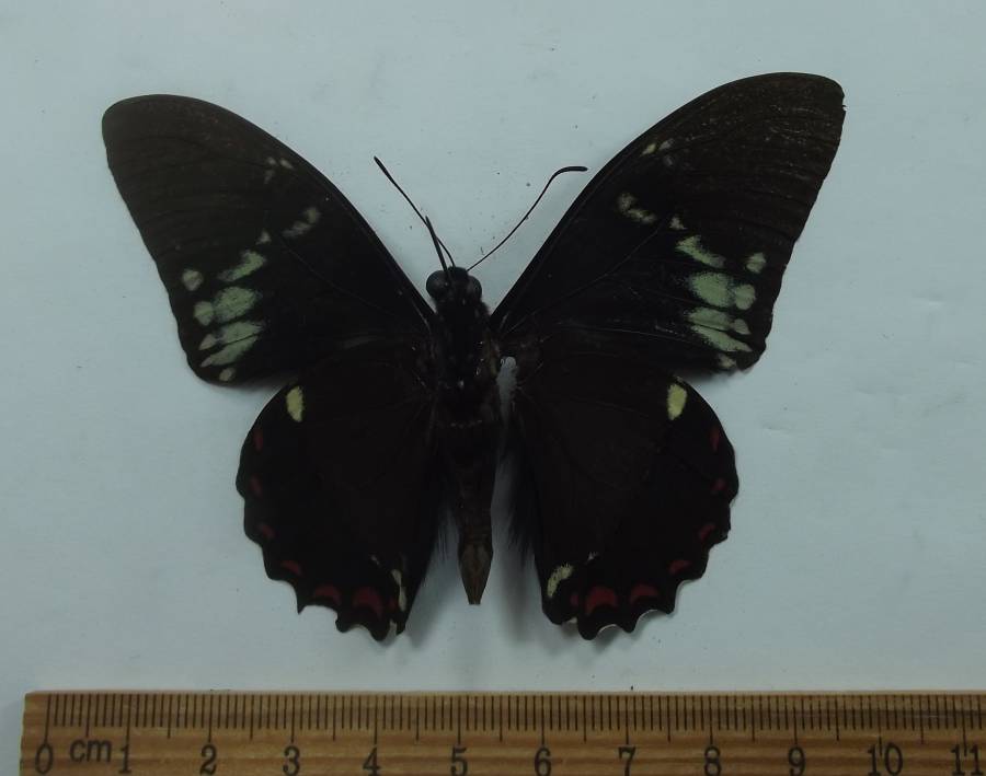 Male - Ventral View<br>(Origin of the Specimen: Panama, Dec. 2004)