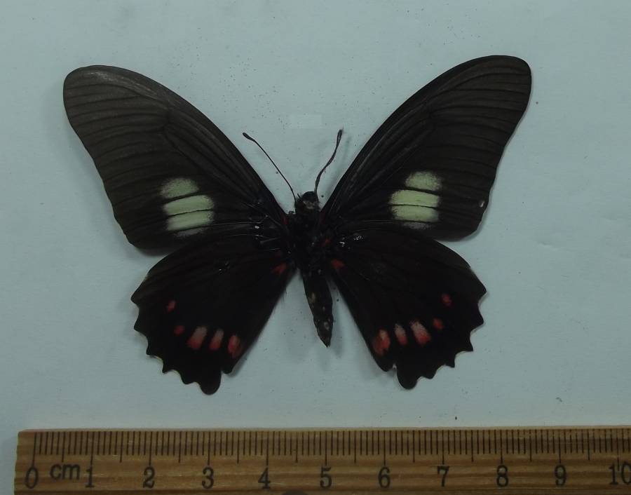 Male - Ventral View<br>(Origin of the Specimen: Esmeraldes, Ecuador, July 2009)