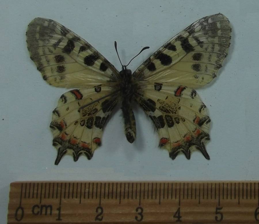 Male - Ventral View<br>(Origin of the Specimen: South Lebanon, April 2000)