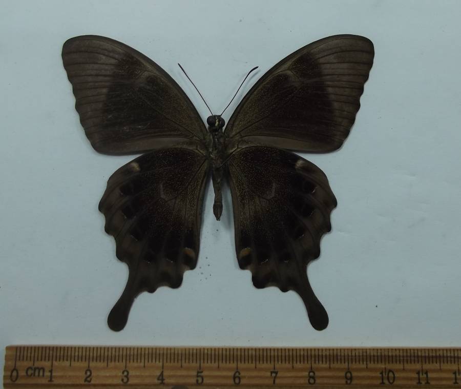 Male - Ventral View<br>(Origin of the Specimen: Bali, Indonesia, July 2011)