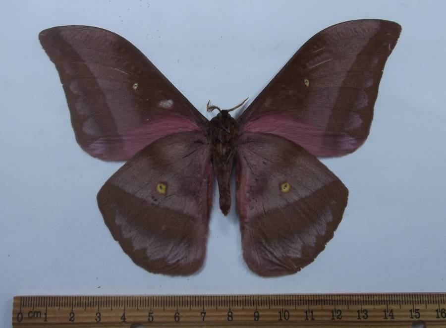 Male - Ventral View<br>(Origin of the Specimen: Cameroon, July 2014)