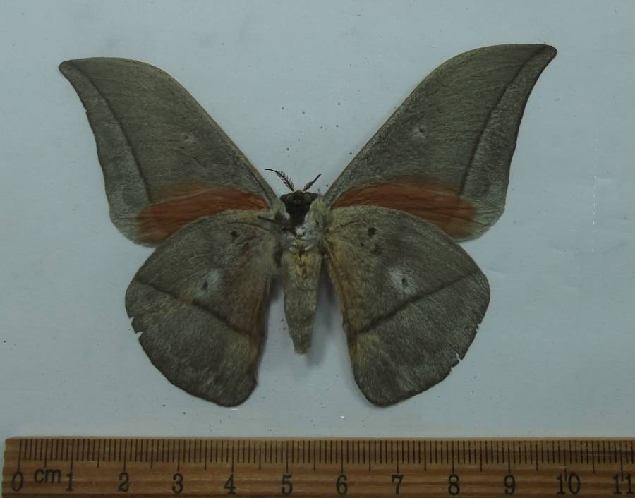 Male - Ventral View<br>(Origin of the Specimen: Cameroon, May 1998)