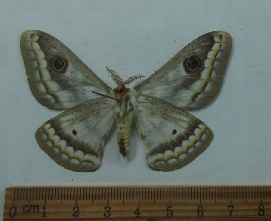 Male - Ventral View<br>(Origin of the Specimen: Namibia, April 2012)