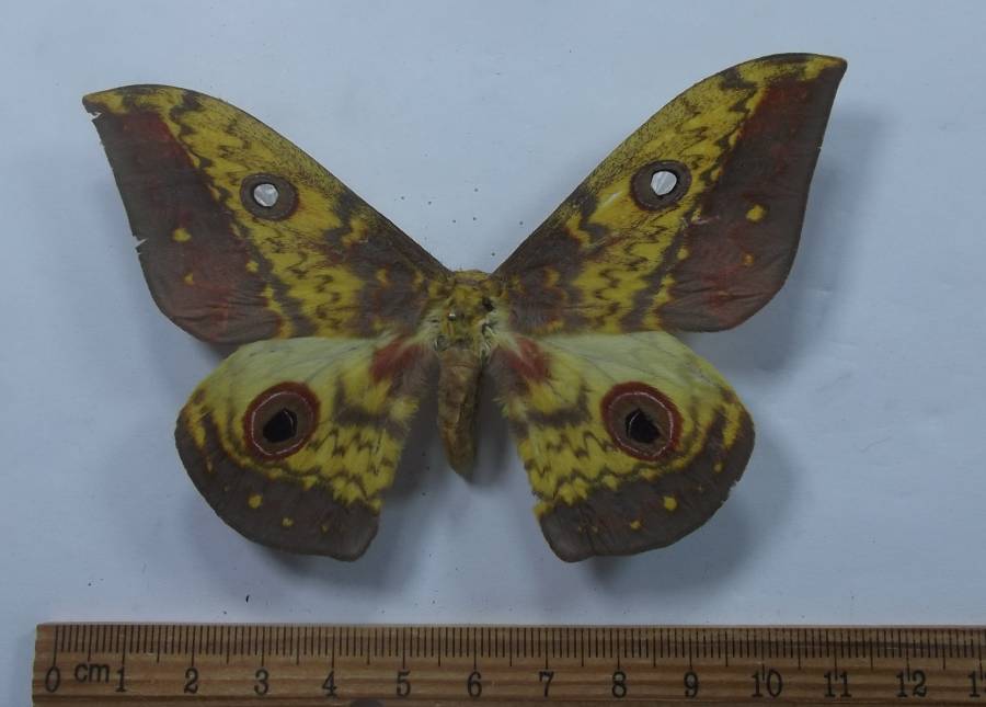 Female - Dorsal View<br>(Origin of the Specimen: Cameroon, July 2009)