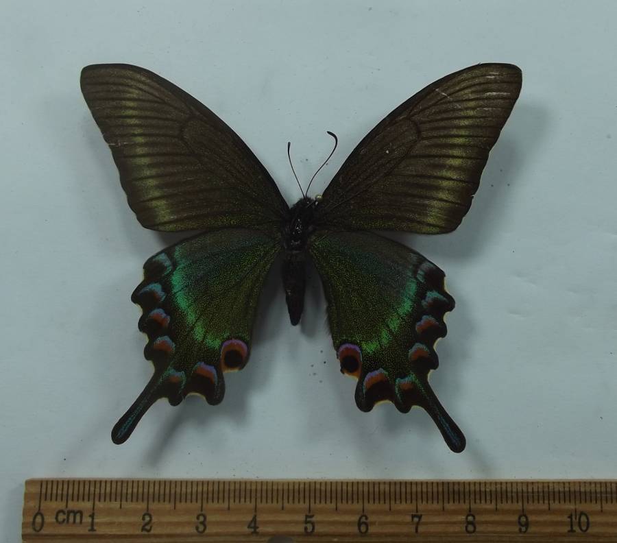 Female - Dorsal View<br>(Origin of the Specimen: Korea, April 3, 2001)