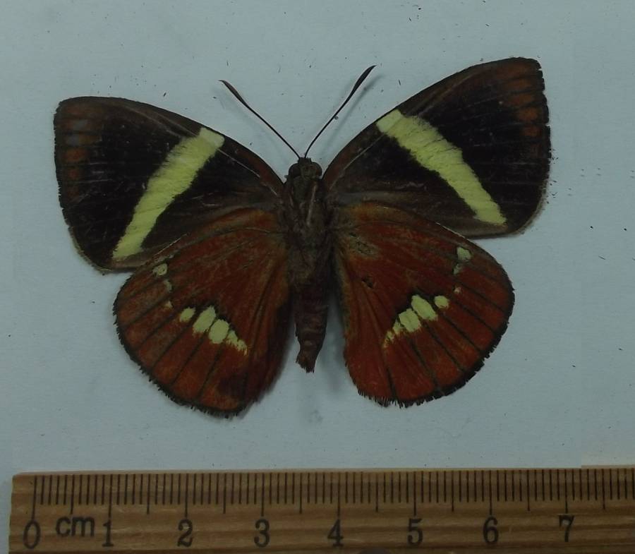 Male - Vetnral View<br>(Origin of the Specimen: Chiapas, Mexico, June 1998)