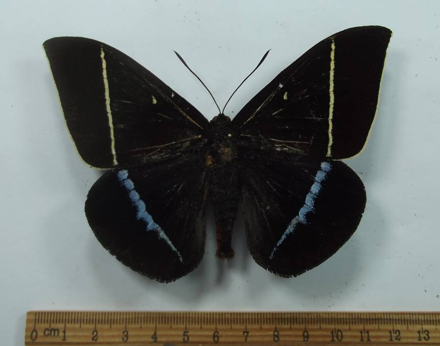 Female - Dorsal View<br>(Origin of the Specimen: Peru, Dec. 1998)