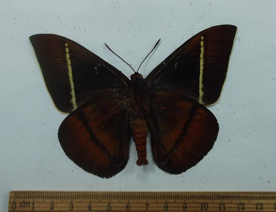 Female _ Vetnral View<br>(Origin of the Specimen: Peru, Dec. 1998)